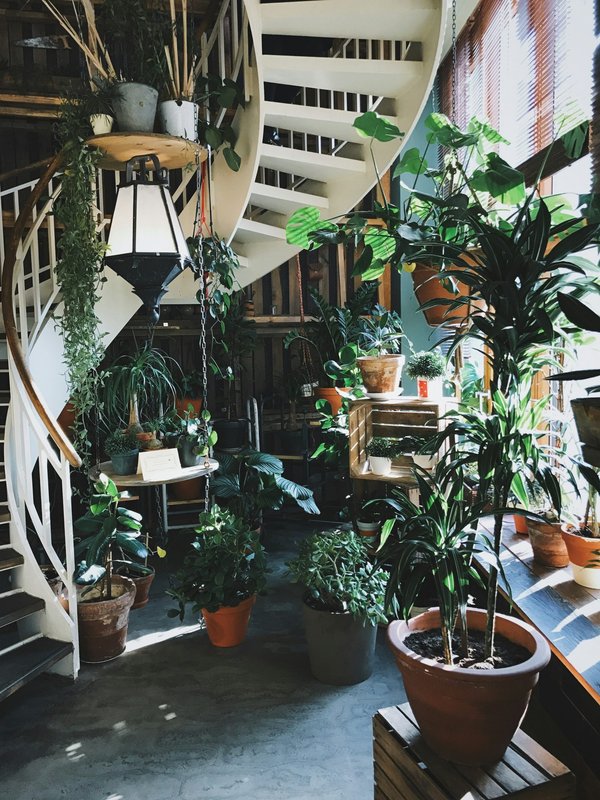 Quels sont les secrets pour réussir un jardin de plantes succulentes en intérieur?